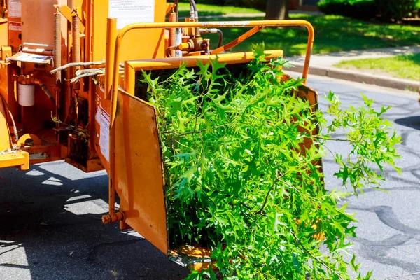 Tree Removal Service Mobile for Better Landscape Safety